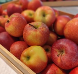 Letno srečanje imetnikov certifikata DPP v Laškem 24. in 25. 9. 2025